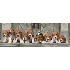 Beagle šteňatá 1000 dielikové panoramatické puzzle 98x33cm - Clementoni obrázok 2