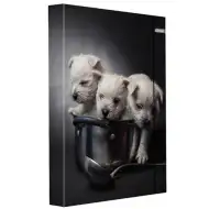 Spirit: Šteniatka box na zošity A/4 s gumičkou