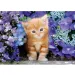 Červená mačka medzi kvetmi 500-dielna HQC kompaktná puzzle - Clementoni