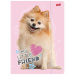 My Little Friend Sweet Pomeranian – zložka so gumičkou, formát A4