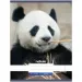 Nebulo: Panda hladký zošit A4 80-32