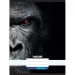 Nebulo: Špirálový štvorčekový zošit s gorilím motívom 87-32 A/4