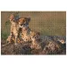 Animal Planet: Rodina gepardov 1000-dielne puzzle