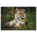 Animal Planet : Tiger 1000-dielne puzzle