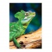 Nature Limited Edition - Jašter puzzle 1000 dielikov - Trefl