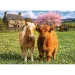 Priatelia na farme 500ks puzzle - Trefl obrázok 2